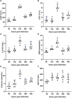 Integrated time-series biochemical, transcriptomic, and metabolomic analyses reveal key metabolites and signaling pathways in the liver of the Chinese soft-shelled turtle (Pelodiscus sinensis) against Aeromonas hydrophila infection